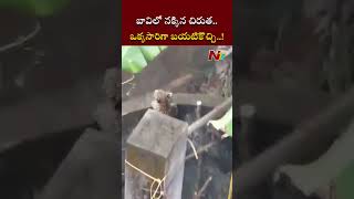 బావిలో నక్కిన చిరుత.. ఒక్కసారిగా బయటికొచ్చి..! | Ntv