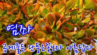 #염좌대품#염좌가지치기후#곱게물든단풍은꽃보다아름답다#불타는염좌