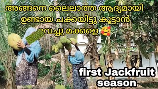 സ്വന്തം മണ്ണിൽ ആദ്യമായി ഉണ്ടായ ചക്ക🥰 അത് ലൈലാത്ത കൂട്ടാൻ വെച്ചപ്പോൾ first  season Jackfruit curry