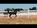 orion gwf—fancy black blanketed 2018 appaloosa x friesian gelding for sale