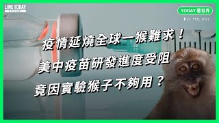 疫情延燒全球一猴難求！美中疫苗研發進度受阻 竟因實驗猴子不夠用？【TODAY 看世界】