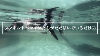 フンボルトペンギンたちがただ泳いでいるだけ⑦