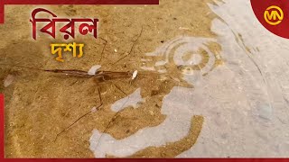 'খাদ্যজাল' প্রকৃতির এক মহাবিস্ময়।