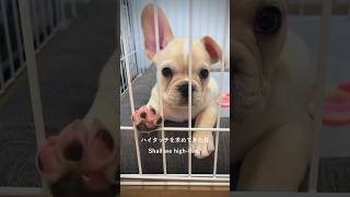 ハイタッチを求めてきた日 - Shall we high-five? - #フレブル #フレブルのいる生活 #frenchbulldog  #puppy