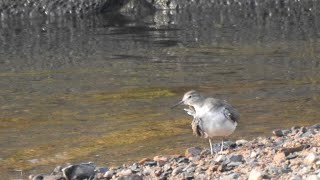 イソシギ 羽繕い