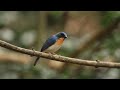 ♪鳥くん野鳥動画（タイthai）ノドアカヒメアオヒタキ♂adblue throated