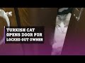 Turkish cat opens door for owner who left his keys inside