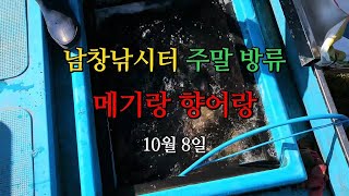 남창낚시터 10월 8일 향어,메기 방류