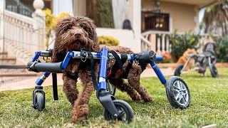 Cookie gets a beautiful new wheelchair !