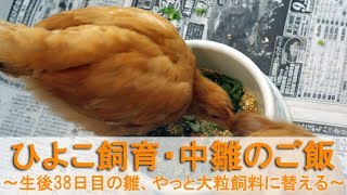 ひよこ飼育35・中雛のご飯～生後38日目のニワトリ雛、やっと大粒飼料に替える～