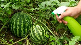 Mastering Watermelon Growing