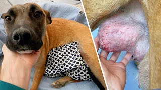 Foster Dog Mom Has Bad Infection... Iām worried