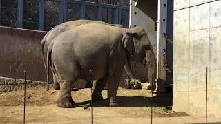 アマラとヴィドゥラ 2018/02/08（多摩動物公園）