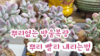 뿌리없는 방울복랑 뿌리 빨리 내리는법#코노#리톱스도 해보세요