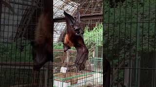 レアなオオコウモリのあくびシーン！！そして、翼を日光浴？？ A flying fox’s big yawn