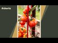 How to plant tomatoes #shorts