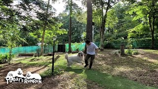 毎朝息子（格下）相手にワンプロをするベルです　Great Pyrenees　グレートピレニーズ