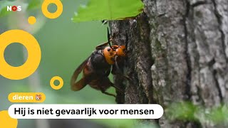 Giga-wesp wordt steeds vaker gespot in Nederland