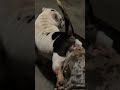 poncho with another breeding puppies confirming dog dogbreeds americanbully exoticbullies