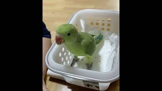 赤ちゃん恐竜の挿餌タイム。ワカケホンセイインコのファフ子さん。 #インコ #ワカケホンセイインコ #parakeet