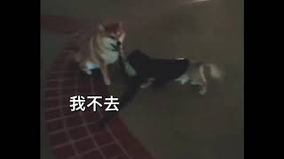 [DoReMi日常]🐕 豆釘想扯朋友回家🙈 - 長毛臘腸狗