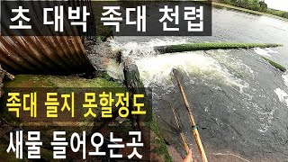 초 대박 족대 천렵  족대 들지 못할정도 잡힘 , 새물 들어오는곳