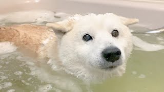 柴犬のお風呂。入浴シーンノーカット