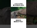 スズメバチの天敵ハチクマが最強すぎた⁉️😳　￼￼￼ 動物 animals 雑学