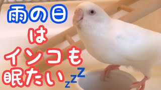 【セキセイインコ】雨の日はインコも眠い　budgies are sleepy on rainy days