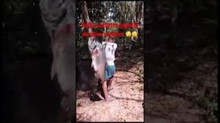 #viral #cachorro #brasil #peixes #pesca peixe cachorro ou peixe vampiro 😲😲