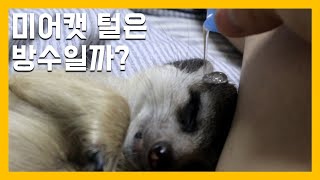 미어캣 털은 방수일까? [냥이아빠]
