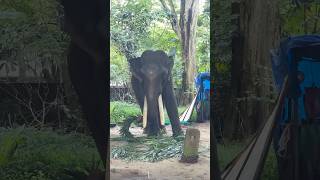 ആ കൊമ്പനെ മനസ്സിലായോ 🐘😱#shortsfeed #subscribe #youtubeshorts #viralvideo