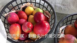 楓港陽光休憩小舖 愛文芒果簡介