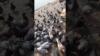 ឲ្យចំណីព្រាប- Feed the Pigeons