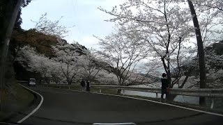 庭木ダム2016　桜　満開