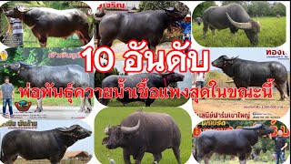 10 อันดับพ่อพันธุ์ควายไทยที่มีน้ำเชื้อราคาแพงสุด 10 ພໍ່ພັນຄວາຍຂອງໄທ, ນໍ້າອະສຸຈິແພງທີ່ສຸດ