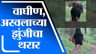 Chandrapur Tadoba Jungle | वाघीण आणि अस्वलाच्या झुंजीचा थरार कॅमेऱ्यात कैद-Tv9