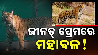 Tiger Love Story: Jharkhand’s ‘Mahabal’ Chases Tigress Zeenat Across Bengal \u0026 Odisha Forests