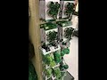 Hobby Lobby St. Patrick’s day goodies