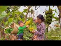 Life of a 17-Year-Old Single Mother - First Fish Pond on the Farm Picking Bananas to Sell - ly tu ca