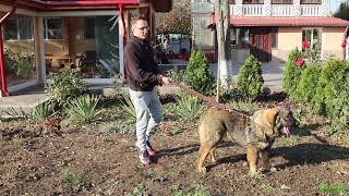 How to teach your puppy to walk on a leash - Training video with a Caucasian Shepherd