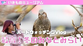 【野鳥観察】横浜みなとみらいでバードウォッチング！都会暮らしの野鳥たち【Vlog】