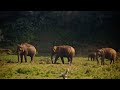 🐘The Asian Elephants... Play time...