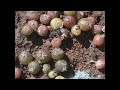 Lophophora williamsii timelapse 3 months