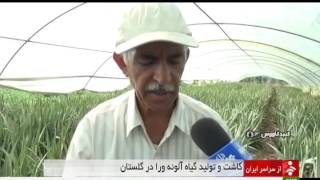 Iran Gonbad-e Kavous county, Aloe-vera greenhouse گلخانه آلوورا شهرستان گنبدكاووس ايران