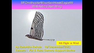 サーボ駆動クマタカ型羽ばたき機 風の中で飛行　SFOMountainHawkEagel99 with Articulated wings: 8th Flight in Wind