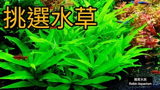 How to choose aquatic plants