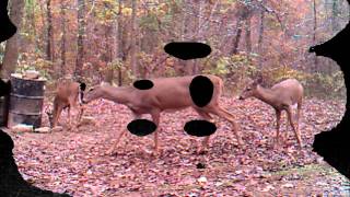 Hancock County Kentucky Trail Cam Footage 2015