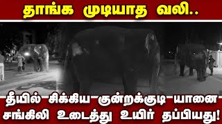 குன்றக்குடி கோயில் யானைக்கு என்ன ஆச்சு? | Kundrakudi Temple | Temple Elephant