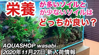 水草水槽用ソイル、アマゾニアⅠ数量限定入荷！ AQUASHOP wasabi２０２０年１１月２７日新入荷情報 ADAネイチャーアクアリウム水草レイアウト水槽立ち上げ初心者、肥料、液肥、ブセファランドラ